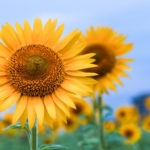 素敵な夏
