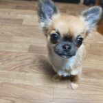 断酒二年でかぞくになったチワワは もう生後6か月!???はやっ!